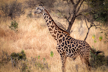 giraffe in the savannah tanzania africa
