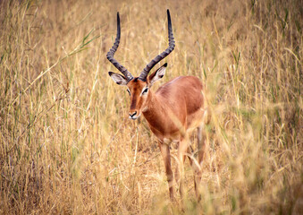 Naklejka na ściany i meble impala in the savannah tanzania