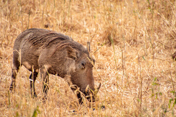 warthog in the wild tanzania