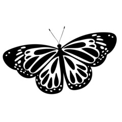 butterfly silhouette, on white background