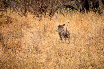 Naklejka na ściany i meble warthog runnin in the wilds of tanzania