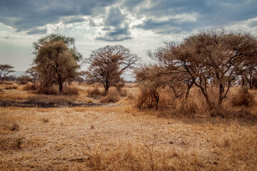 tree in the desert africa tanzania