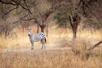 Obraz premium zebra in the savannah tanzania