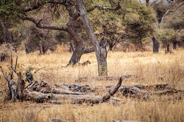 lion in national park tanzania