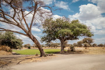 tree in the desert africa