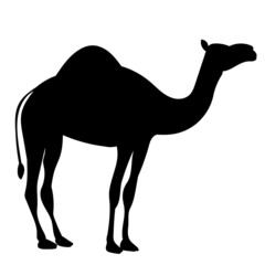 camel silhouette, on white background, vector, isolated