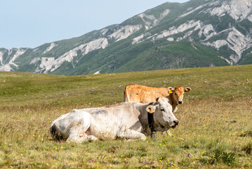 Fototapeta na wymiar September 2021, free cows Gran Sasso and Monti della Laga National Park