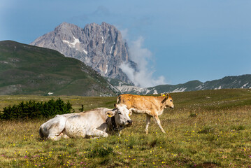 September 2021, free cows Gran Sasso and Monti della Laga National Park