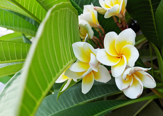 beautiful frangipani in their leaves. with blurred foreground.
