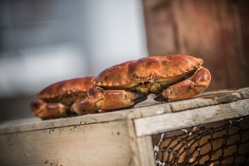 NFC Hitra and Kirkenes, Reportage Brown Crab, Shrimps, Scallops, KingCrab, Makrele, 6.-9. August...