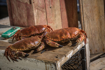 Crab, Krabbe, Krebs, 