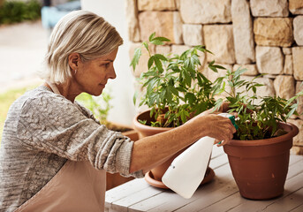 Looking after my plants. Cropped shot of a relaxed senior woman tending to her marijuana plants and...