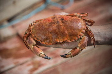 Seafood, Norwegen, Skandinavien