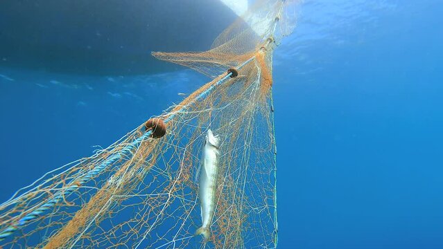 4K.Caught fish in the net hanging from the boat under the sea.Underwater fishing of deep blue ocean.Fish caught in spiral line fishing nets.Tulle stretching into infinity.Trap snare ambush decoy lure 