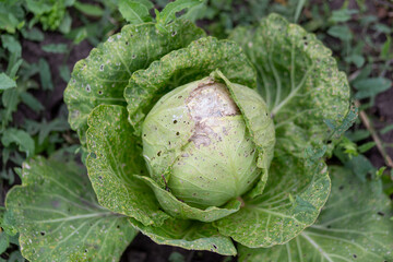 A large head of cabbage in the garden bed, eaten away and damaged by caterpillars