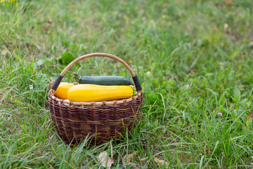 Fototapeta na wymiar A large basket of freshly picked yellow and green zucchini stands in the grass