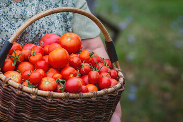 Female hands hold a large basket of freshly picked tomatoes