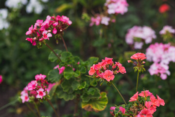 Fototapeta premium Pink and red flowers of geraniums planted in the ground