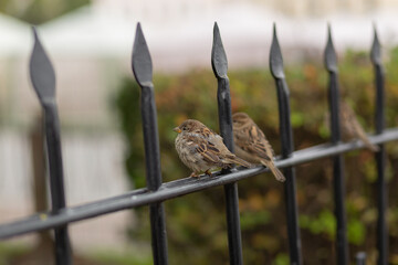 Two house sparrows in the city on a fence near a bush looks curiously at the camera