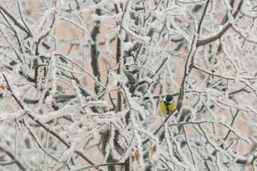 A great tit sits on a snow-covered tree branch