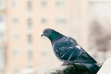 The gray city pigeon sits on the window
