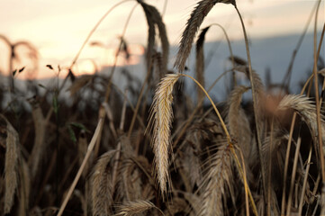 Fototapeta premium charset=Ascii