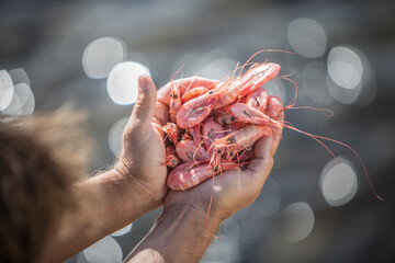 Seafood, Norwegen, Skandinavien © Andreas