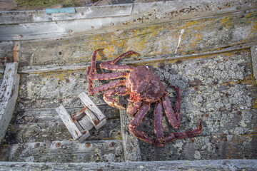 Seafood, Norwegen, Skandinavien