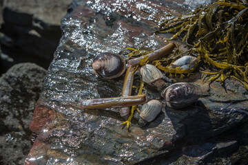 Seafood, Norwegen, Skandinavien