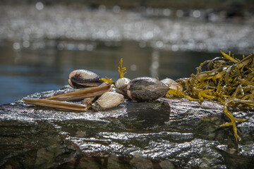 Seafood, Norwegen, Skandinavien