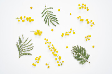 Blooming mimosa plant green leaves and yellow flowers pattern on isolated white