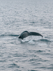 Cola de ballena jorobada, vista en Islandia