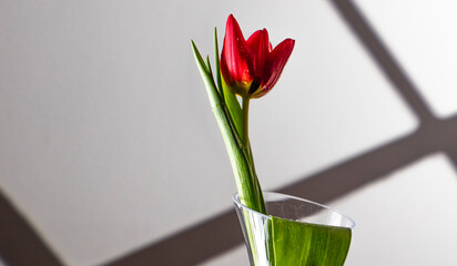 red tulip flower