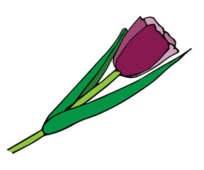 Purple Tulip flower sketch drawing vector