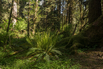 Deep tropical jungles of Southeast Asia