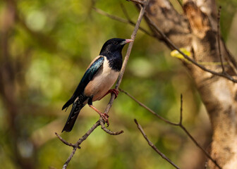 Rosy starling on branch. The rosy starling is a passerine bird in the starling family, Sturnidae, also known as the rose-coloured starling or rose-coloured pastor. Pastor roseus.