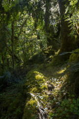 Deep tropical jungles of Southeast Asia