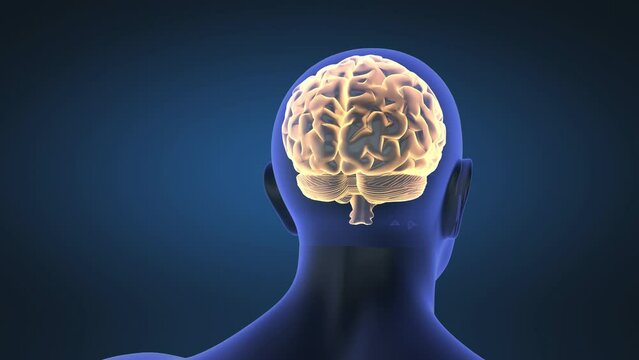 close up of the brain, medical animation