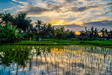 Ubud rise fields, Bali, Indonesia
