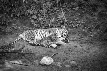 Siberian tiger mother with her cub, in black and white, lying relaxed on a meadow