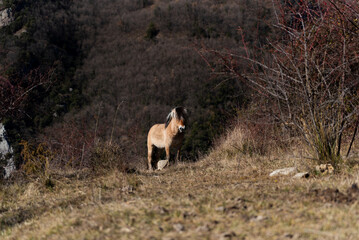 norwegian horses known as fjord horses are seen in the wild in among mountains running free and eating in group in pristine natural mountains