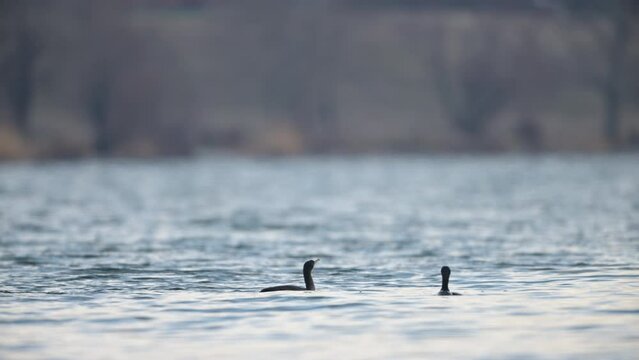 Cormorants swimming and fishing in a pond