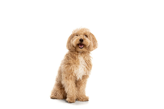 Beautiful dog, maltipoo golden color posing isolated over white background. Concept of beauty, breed, pets, animal life.