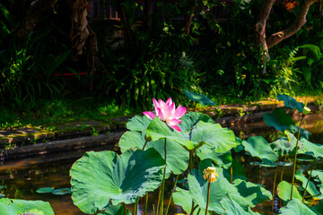 Lotus flowers in Saraswati Temple, Ubud, Bali, Indonesia