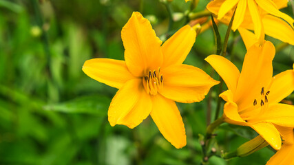 Fototapeta premium gorgeous yellow lily with beautiful bokeh on a green meadow.