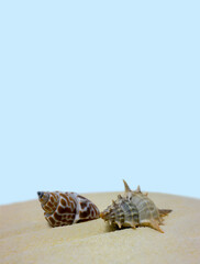
Summer. Sea shells and pebbles on the sand on a light background.    
 Concept close-up.
   Seasonal sale background for shop.
