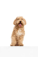 Closeup cute dog, maltipoo golden color posing isolated over white background. Concept of beauty, breed, pets, animal life.