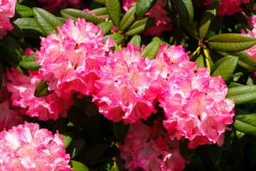Rote Rhododendronblüte, Close-Up, Deutschland