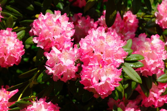 Rote Rhododendronblüte, Close-Up, Deutschland