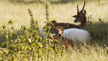 fallow deer looking at the viewer, lying in a meadow.